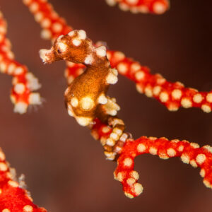 Tuberculate pygmy seahorse on a red sea fan with white polyps, Misool, Raja Ampat, Indonesia