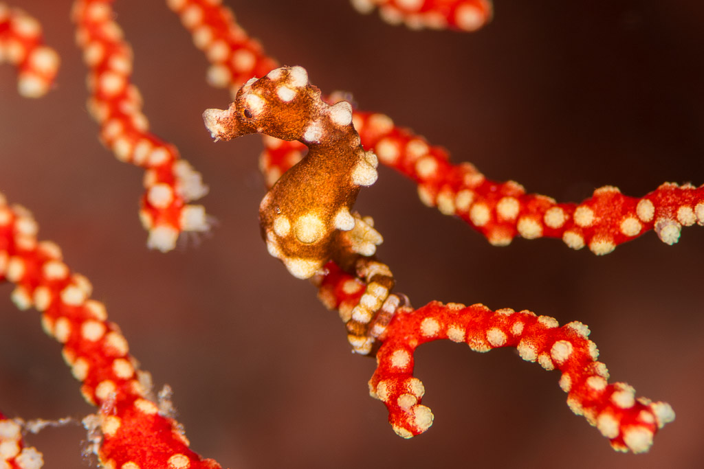 Tuberculate pygmy seahorse on a red sea fan with white polyps, Misool, Raja Ampat, Indonesia