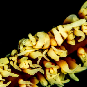 Whip coral shrimp camouflaged among yellow whip coral polyps, Misool, Raja Ampat, Indonesia
