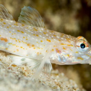 Orange-spotted sand goby perched on coral sand, close-up, Misool, Raja Ampat, Indonesia