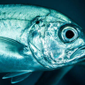 Bigeye trevally head close-up facing right, Misool, Raja Ampat, Indonesia
