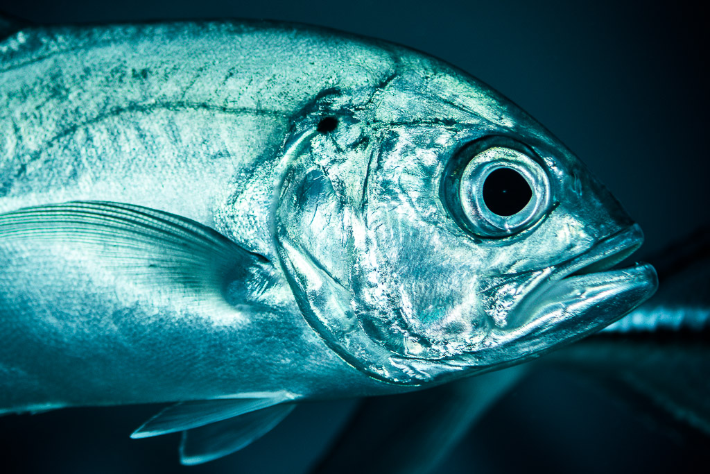 Bigeye trevally head close-up facing right, Misool, Raja Ampat, Indonesia