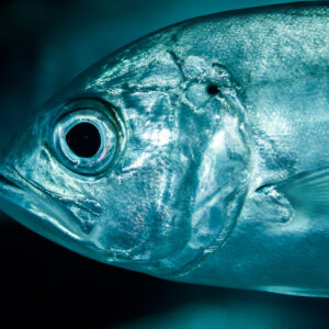 Bigeye trevally head close-up facing left, Misool, Raja Ampat, Indonesia