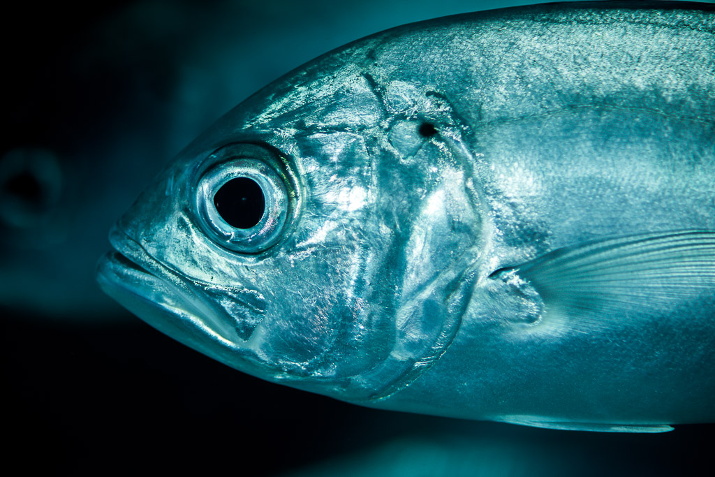 Bigeye trevally head close-up facing left, Misool, Raja Ampat, Indonesia