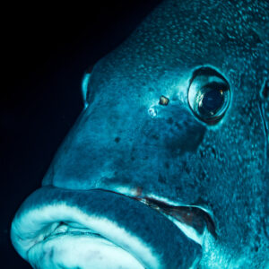 Giant sweetlips frontal portrait with thick lips, vertical framing, Misool, Raja Ampat, Indonesia