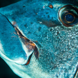 Giant sweetlips head close-up showing lips and eye, Misool, Raja Ampat, Indonesia