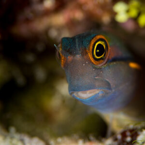 Tailspot coralblenny peeking out of its hole, Misool, Raja Ampat, Indonesia