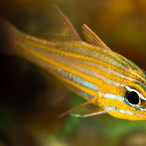 Apogon de Wassink de profil, doré rayé de bleu, Misool, Raja Ampat, Indonésie