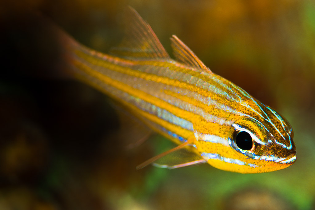 Apogon de Wassink de profil, doré rayé de bleu, Misool, Raja Ampat, Indonésie