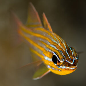 Apogon de Wassink se tournant vers l'objectif, cadrage vertical, Misool, Raja Ampat, Indonésie