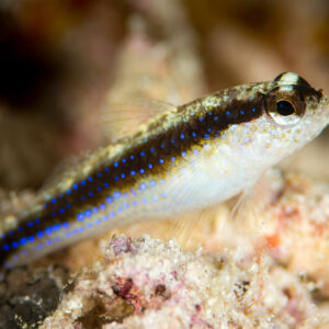 Small goby with a blue-dotted dark stripe resting on rubble, Misool, Raja Ampat, Indonesia