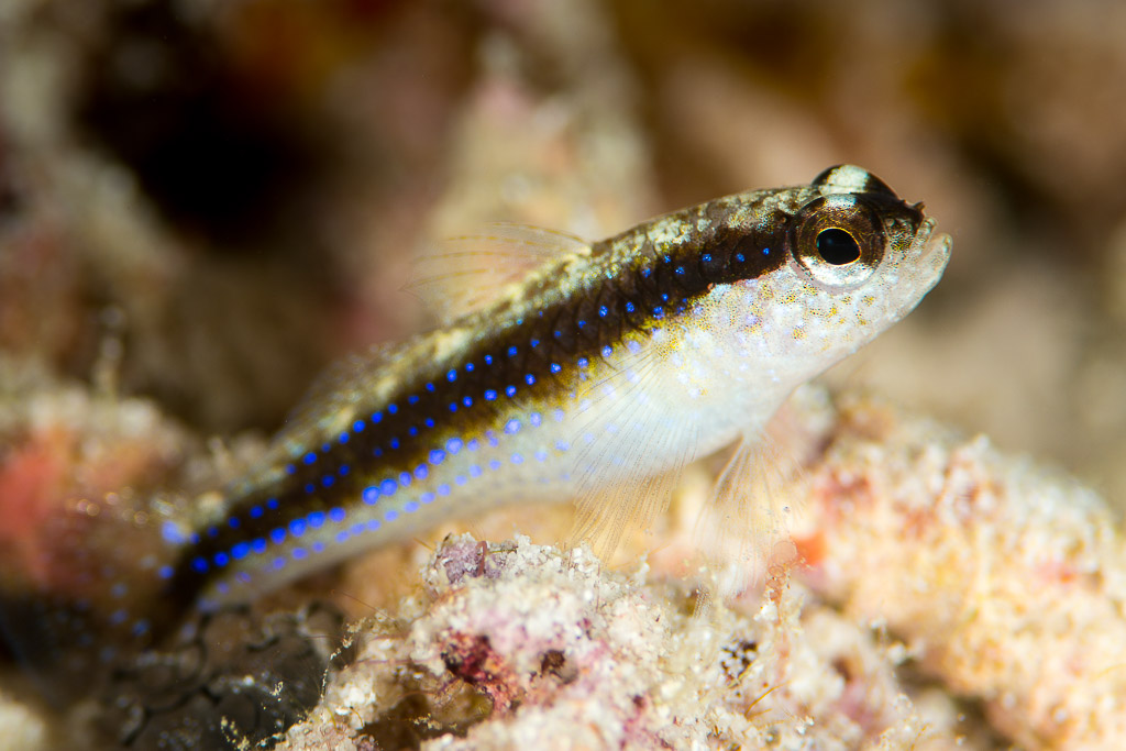 Small goby with a blue-dotted dark stripe resting on rubble, Misool, Raja Ampat, Indonesia