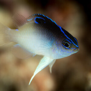 Juvenile damselfish with blue-edged dark back, three-quarter view, Misool, Raja Ampat, Indonesia