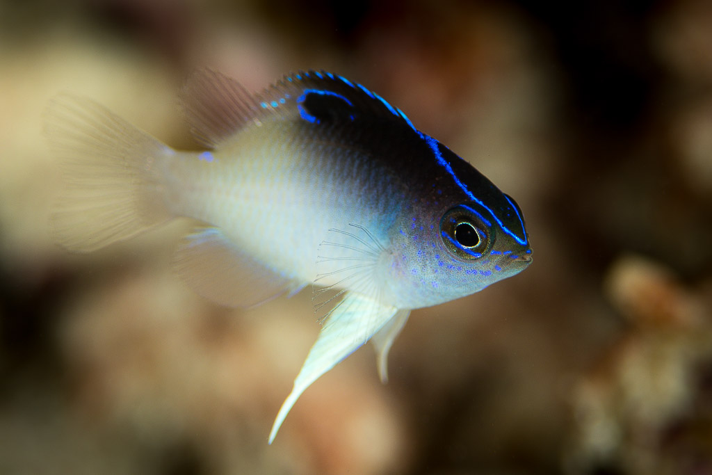 Juvenile damselfish with blue-edged dark back, three-quarter view, Misool, Raja Ampat, Indonesia