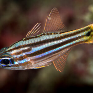 Juvenile splitband cardinalfish in profile with dark tail spot, Misool, Raja Ampat, Indonesia