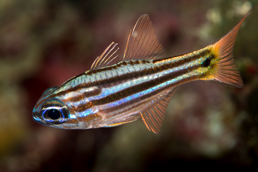 Juvenile splitband cardinalfish in profile with dark tail spot, Misool, Raja Ampat, Indonesia