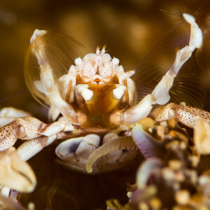 Spotted porcelain crab filter-feeding with fan-like mouthparts in an anemone, Misool, Raja Ampat, Indonesia