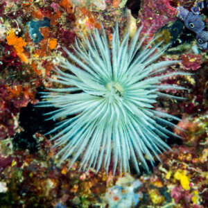 Pale feather duster worm crown on a colorful reef wall, vertical, Misool, Raja Ampat, Indonesia