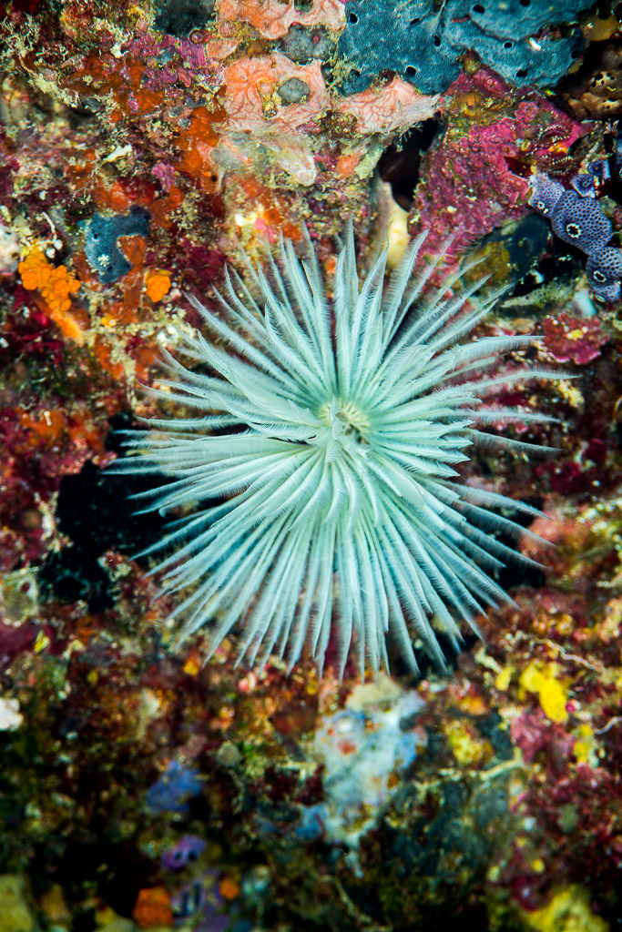 Pale feather duster worm crown on a colorful reef wall, vertical, Misool, Raja Ampat, Indonesia