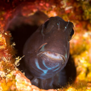 Black coralblenny peering from a hole, vertical framing, Misool, Raja Ampat, Indonesia