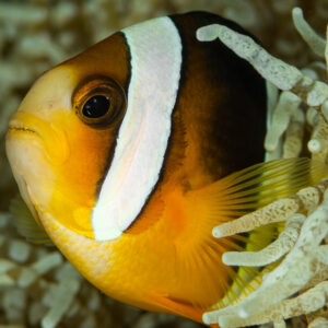 Clark's anemonefish head close-up in profile among tentacles, Misool, Raja Ampat, Indonesia