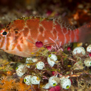 Falco hawkfish perched among green-spotted sea squirts, Misool, Raja Ampat, Indonesia