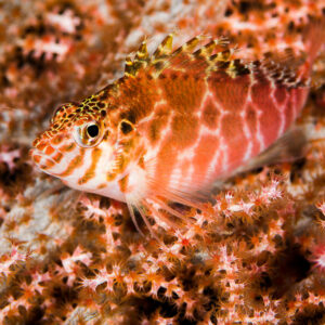 Falco hawkfish resting on pink soft coral, Misool, Raja Ampat, Indonesia