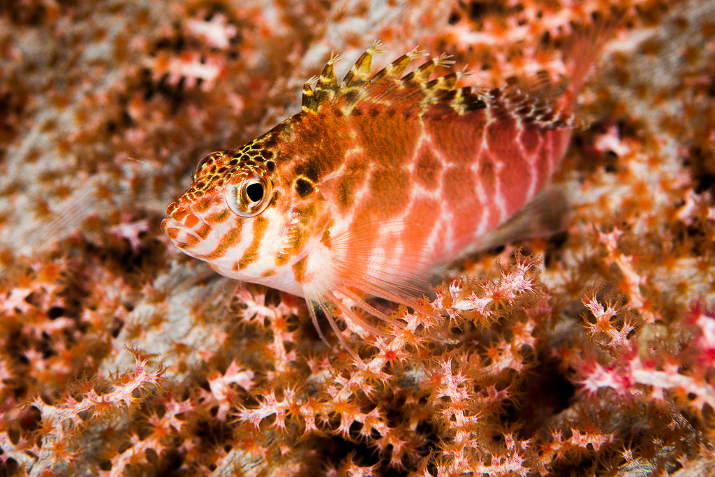 Falco hawkfish resting on pink soft coral, Misool, Raja Ampat, Indonesia