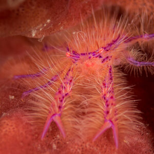 Hairy squat lobster on a red barrel sponge, Misool, Raja Ampat, Indonesia
