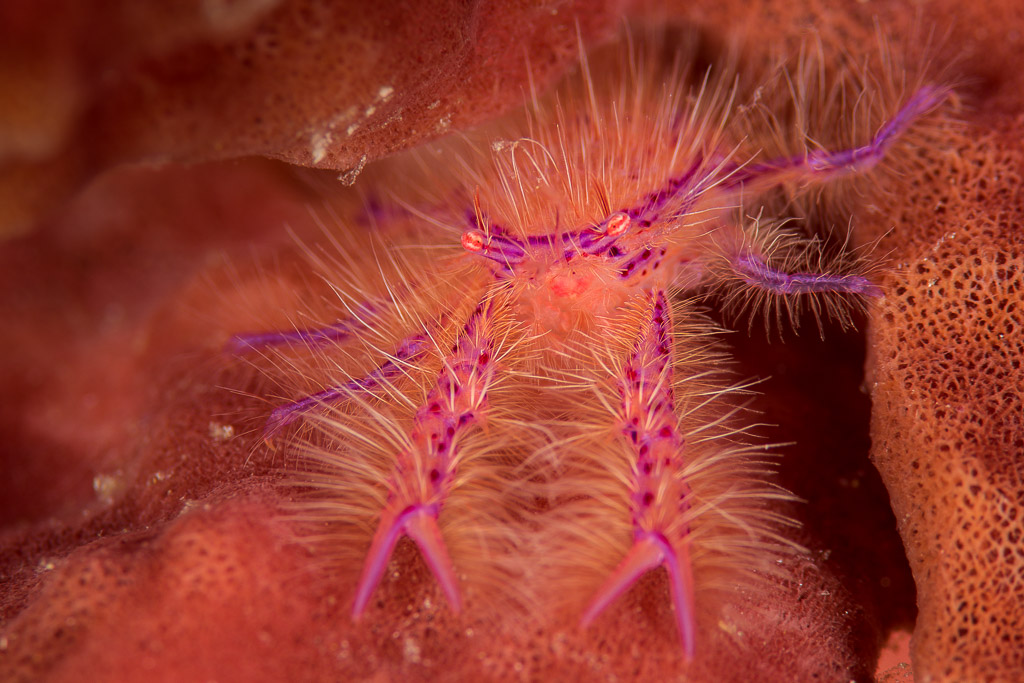 Hairy squat lobster on a red barrel sponge, Misool, Raja Ampat, Indonesia