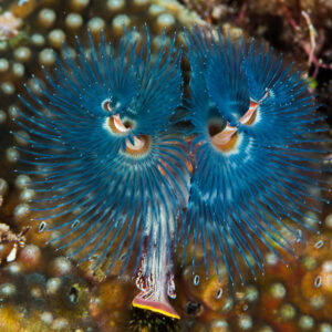 Pair of blue Christmas tree worms on a coral head, Misool, Raja Ampat, Indonesia