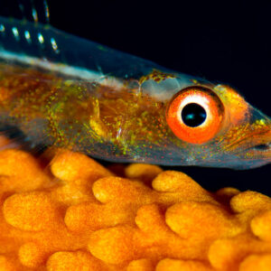 Translucent goby head close-up with red-ringed eye on orange coral, Misool, Raja Ampat, Indonesia