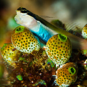 Banda coralblenny perched on yellow sea squirts, Misool, Raja Ampat, Indonesia