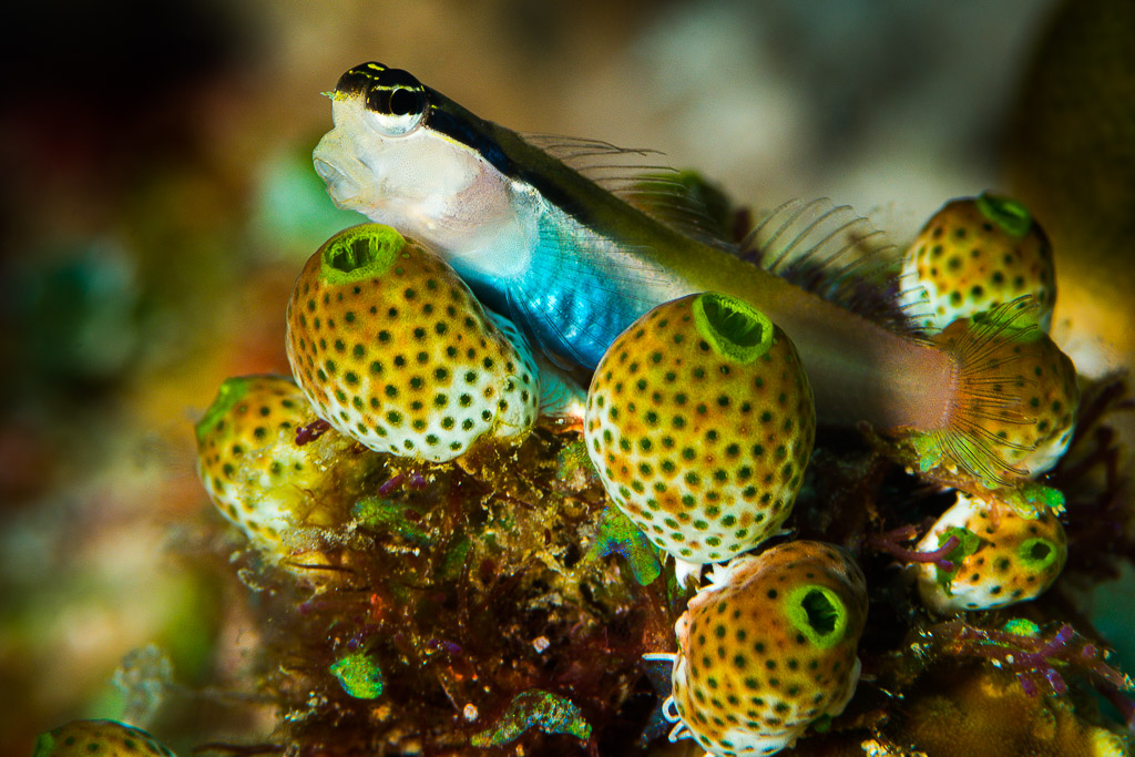 Blennie de Banda perchée sur des ascidies jaunes, Misool, Raja Ampat, Indonésie