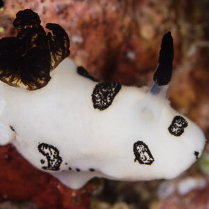 Juvenile Jorunna funebris nudibranch, white with black rings, Misool, Raja Ampat, Indonesia