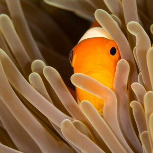 False clown anemonefish peeking out between brown anemone tentacles, Misool, Raja Ampat, Indonesia