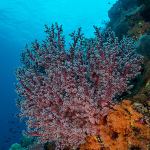 Arbre de corail mou rose sur une paroi récifale dans le bleu, cadrage vertical, Misool, Raja Ampat, Indonésie