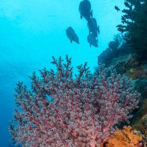 Teira batfish silhouettes above pink soft coral on a reef wall, vertical, Misool, Raja Ampat, Indonesia