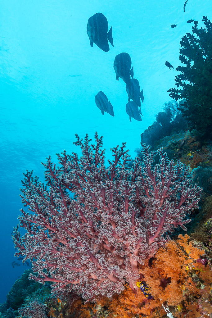Teira batfish silhouettes above pink soft coral on a reef wall, vertical, Misool, Raja Ampat, Indonesia