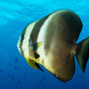 Teira batfish in the blue, three-quarter view, Misool, Raja Ampat, Indonesia
