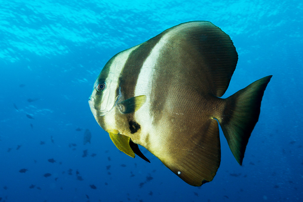 Teira batfish in the blue, three-quarter view, Misool, Raja Ampat, Indonesia
