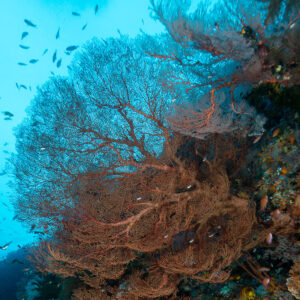 Red sea fan on a reef wall with fish below the surface, vertical, Misool, Raja Ampat, Indonesia