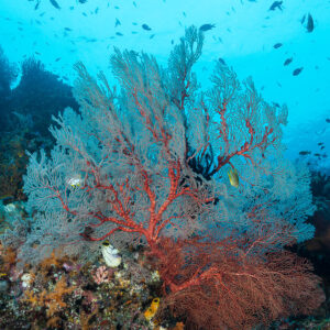 Red sea fan below a shoal of anthias on a coral slope, vertical, Misool, Raja Ampat, Indonesia