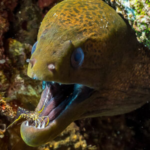 Giant moray with open mouth and a cleaner shrimp inside, vertical, Misool, Raja Ampat, Indonesia