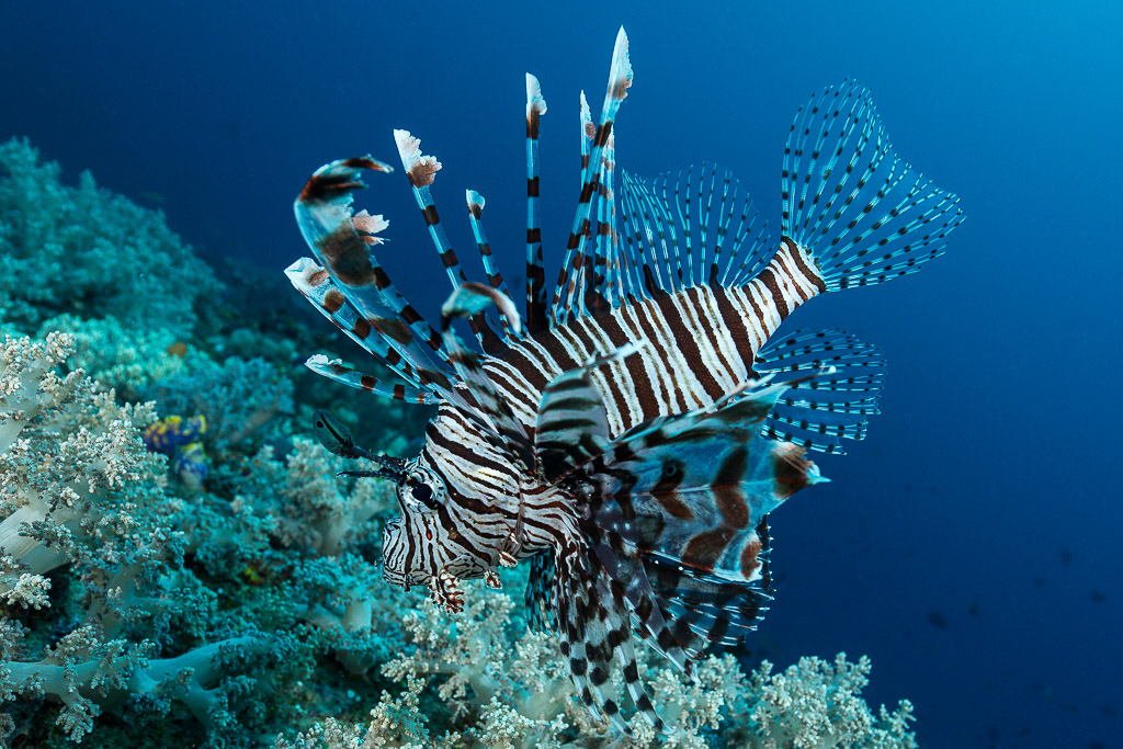 Rascasse volante nageant au-dessus du récif dans le bleu, nageoires déployées, Misool, Raja Ampat, Indonésie