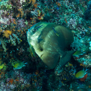 Teira batfish cleaned by two bluestreak cleaner wrasses on a reef wall, Misool, Raja Ampat, Indonesia
