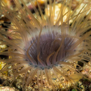 Tube-dwelling anemone with long brown tentacles spread, Misool, Raja Ampat, Indonesia
