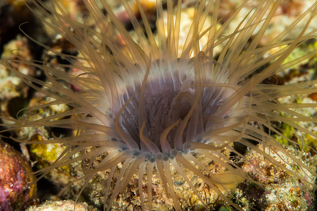 Cérianthe déployant ses longs tentacules bruns, Misool, Raja Ampat, Indonésie