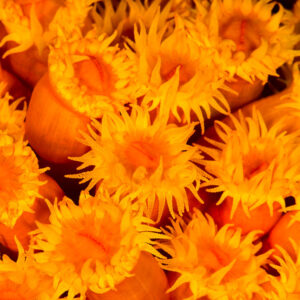 Orange sun coral polyps fully open, close-up, Misool, Raja Ampat, Indonesia