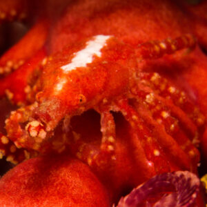 Red soft coral crab on its host, vertical framing, Misool, Raja Ampat, Indonesia